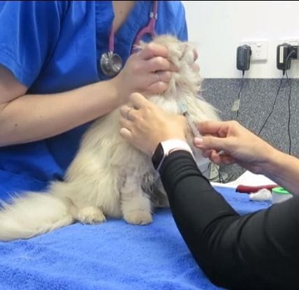 Obtaining a blood sample from a cat